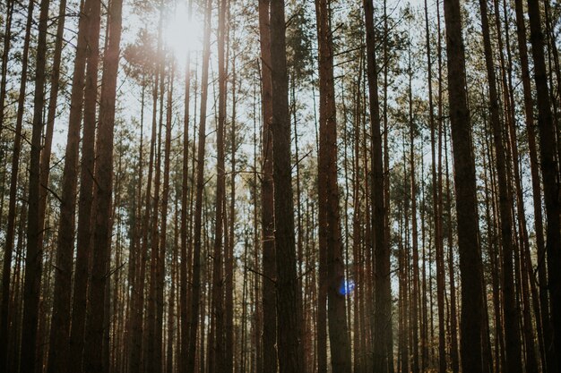 Niedriger Winkelschuss von hohen Fichten-Tannenbäumen in einem Wald unter der strahlenden Sonne im Hintergrund