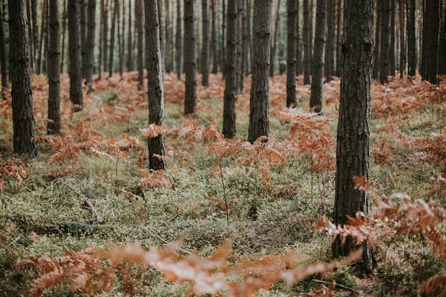 Niedriger Winkelschuss von trockenen Straußenfarnzweigen, die in einem Wald mit hohen Bäumen wachsen