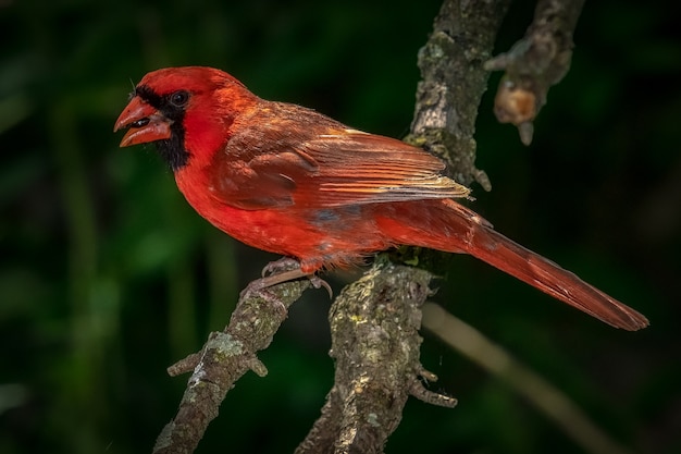 Nördlicher Kardinal (Cardinalis cardinalis)