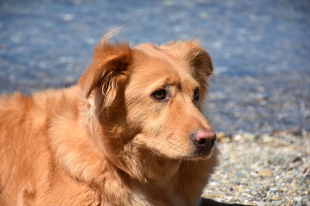 Nova Scotia Duck Tolling Retriever Hund ruht am Strand.