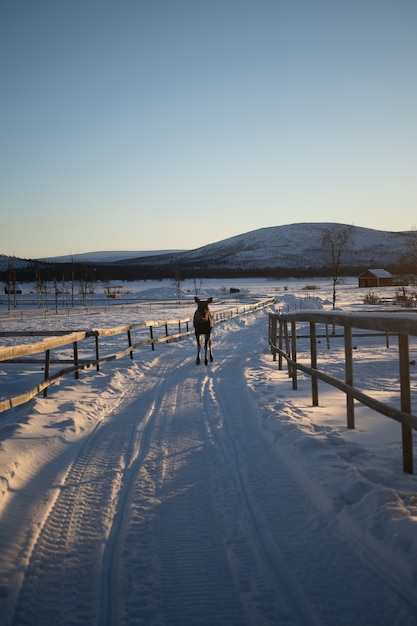 Nutztier, das einen Spaziergang auf der verschneiten Landschaft in Nordschweden macht