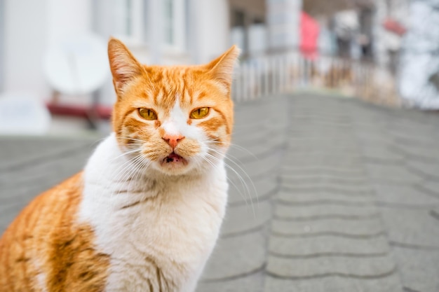 Obdachlose Ingwerkatze schaut auf die Kamera Nahaufnahme einer Katze mit Kopierplatz für Text Pflege lokaler Tiere Pflege des Ökosystems der Stadt Schutz von Haustieren