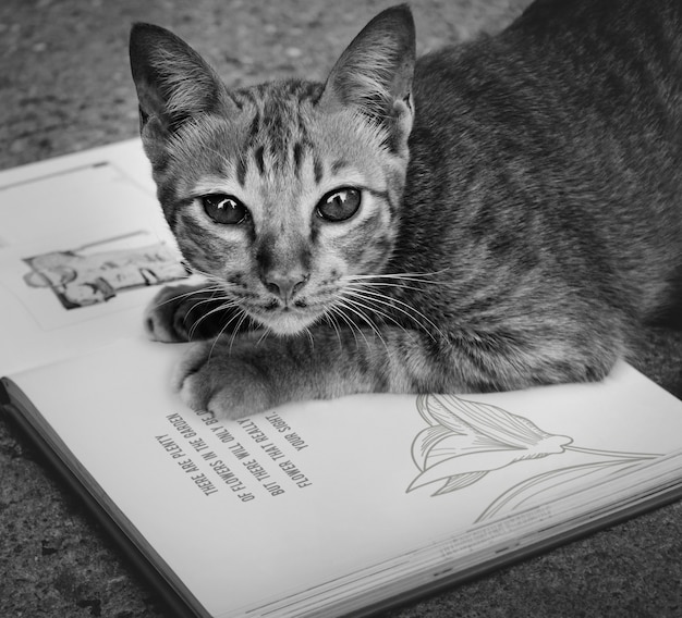 Obdachlose Katze, die Buch-Konzept spielt