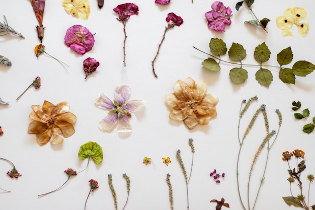 Oben Ansicht Stillleben mit Blumenpresstechnik