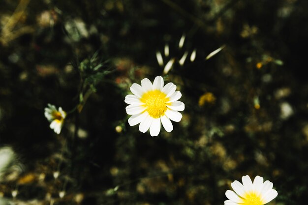 Obenliegende Ansicht der Blume des weißen Gänseblümchens