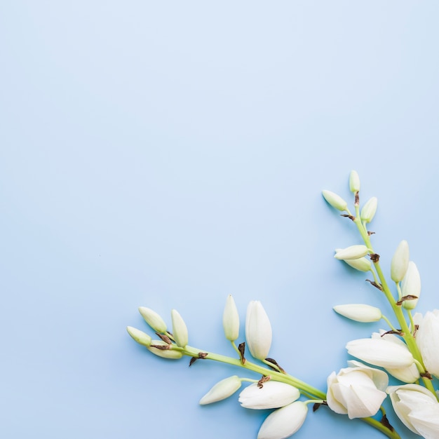 Obenliegende Ansicht der weißen blühenden Blumen auf blauem Hintergrund