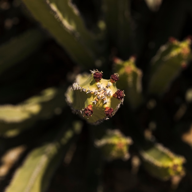 Obenliegende Ansicht des Saguarokaktus mit Blume