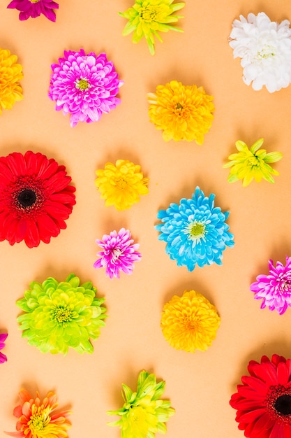 Kostenloses Foto obenliegende ansicht von bunten blumen auf gelbem hintergrund