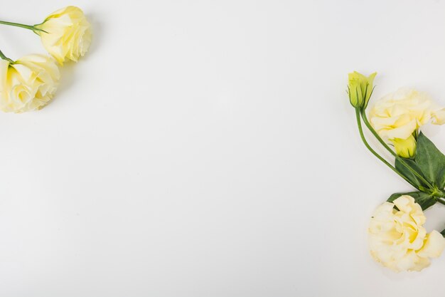 Obenliegende Ansicht von gelben Blumen auf weißem Hintergrund