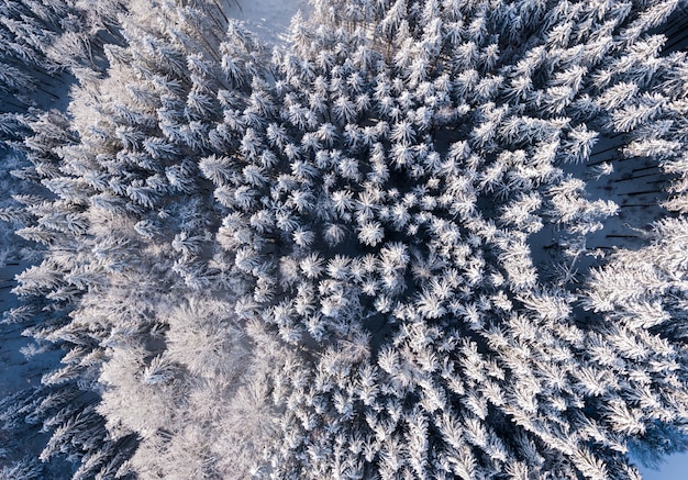 Oberer Blick auf den Wald mit hohen Bäumen, die im Winter mit Schnee bedeckt sind