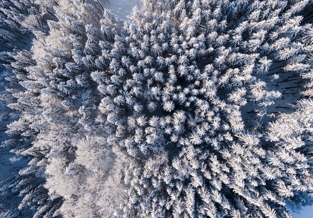 Oberer Blick auf den Wald mit hohen Bäumen, die im Winter mit Schnee bedeckt sind