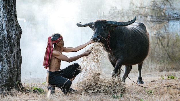 Oberlandwirt ohne Hemd und Turban in Lendenschurz, der trockenes Gras oder Stroh füttert und Büffel mit Liebe berührt, Rauch im Hintergrund und Kopierraum, ländliche Landschaft in Thailand