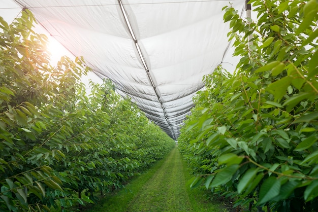 Obstgarten mit Hagelschutznetz