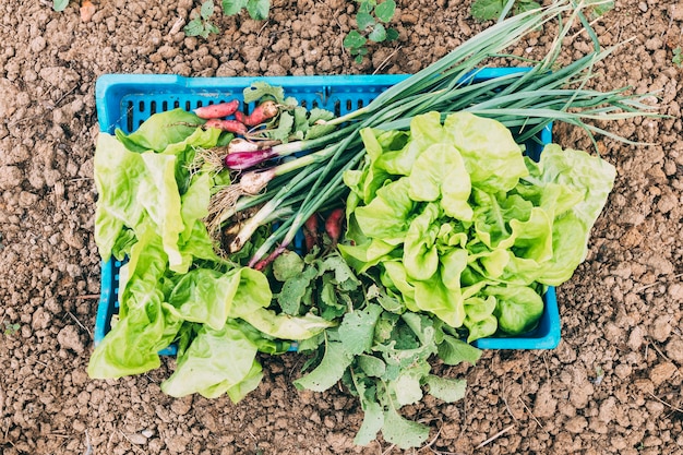 Obstgarten- und Bauernhofkonzept mit Salat