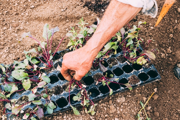 Obstgarten- und Bauernhofkonzept mit Salat