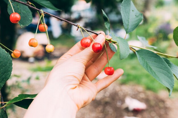 Obstgartenkonzept mit Beeren