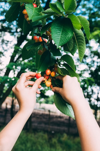 Obstgartenkonzept mit den Händen, die Früchte vom Baum sammeln