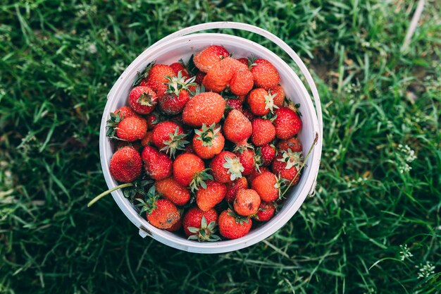 Obstgartenkonzept mit Erdbeeren im Eimer