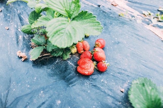 Obstgartenkonzept mit Erdbeeren