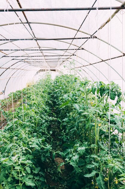 Obstgartenkonzept mit Gewächshaus