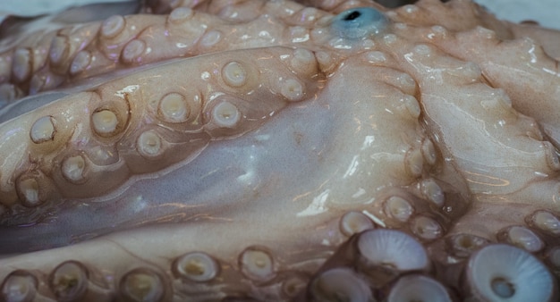 Octopus Tentakeln