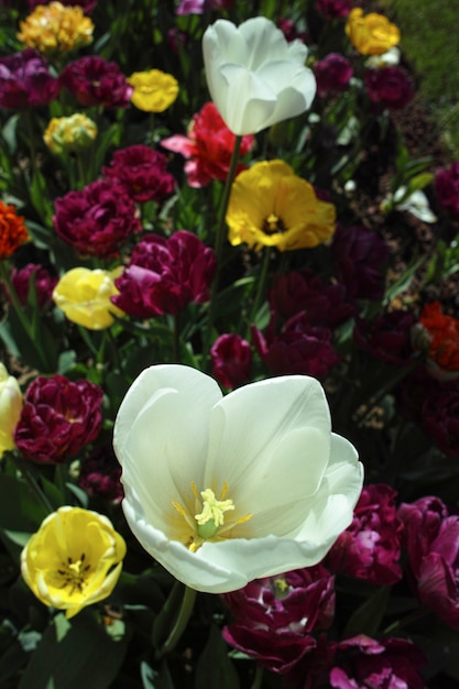 Kostenloses Foto Öffnen sie farbige blumen