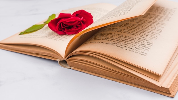 Offenes Buch und zerquetschte Rose