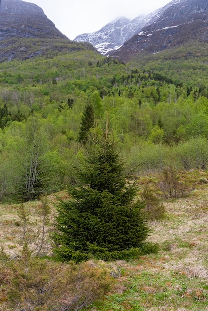 Kostenloses Foto olden norwegen 17. mai 2023 baum