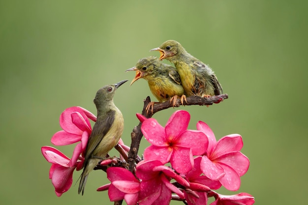 OliveBacked Sunbirds, die das Kind Cinnyris Jugularis füttern