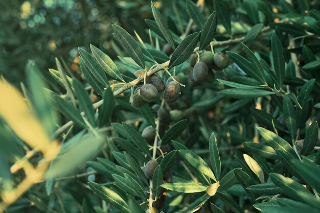 Oliven auf einem Ast Nahaufnahme selektiver Fokus Hintergrundidee für die Werbung für Öl oder landwirtschaftliche Produkte