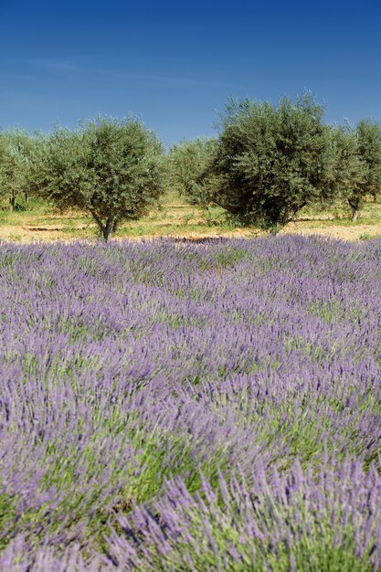 Olivenbäume und Lavendel