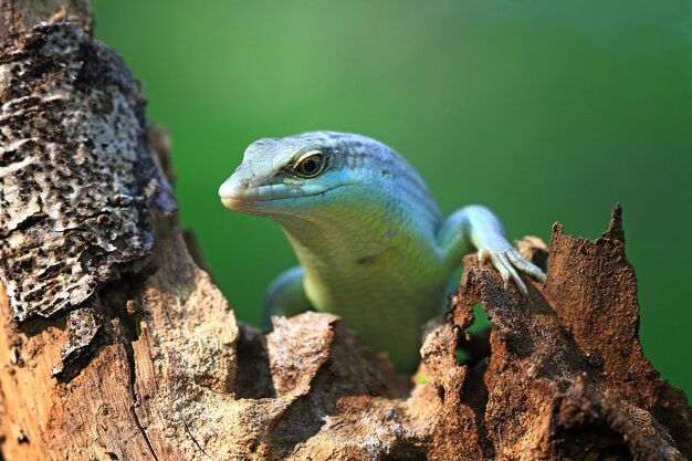 Olivenbaum Skink auf Holz