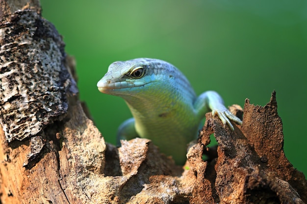 Olivenbaum Skink auf Holz