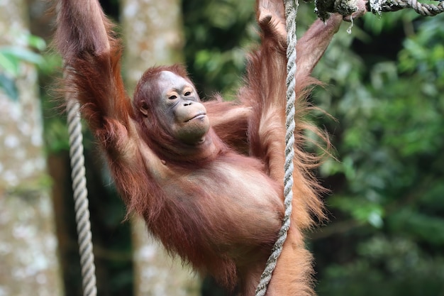 Orang-Utan, der auf einer Schaukel spielt und ein Seil hält