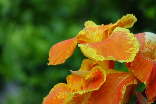 Orange Blume mit gelben Rändern mit einem defokussierten Hintergrund