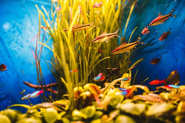 Orange Fische schwimmen in einem blauen Aquarium