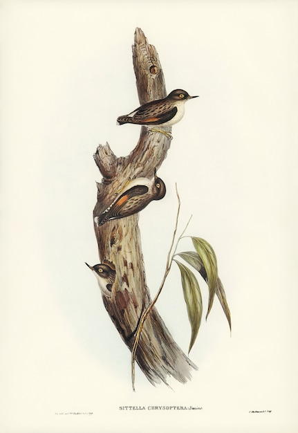 Orange-geflügelte Sittella (Sittella chrysoptera) von Elizabeth Gould
