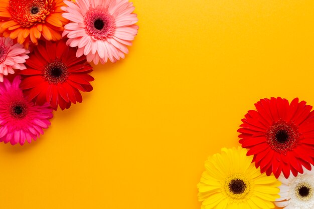 Orange Kopienraum und Gerberagänseblümchenblumen