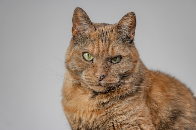 Kostenloses Foto orange mürrische katze auf grau