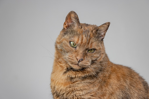 Orange mürrische Katze auf Weiß