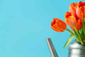 Kostenloses Foto orange tulpen mit blauem hintergrund