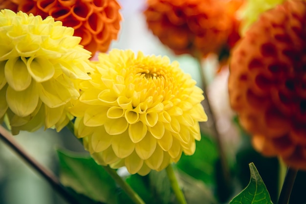 Kostenloses Foto orange und gelbe dahlienblumen auf einem unscharfen hintergrund weicher fokus