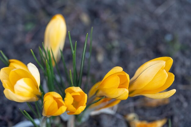 Orangefarbene Krokusse wachsen in der natürlichen Hintergrundnahaufnahme des Bodens