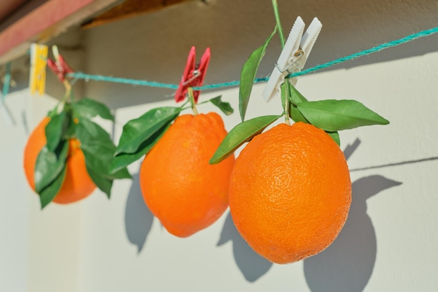 Orangen mit Blättern auf einer Wäscheleine, Nahaufnahme, Ernte von Zitrusfrüchten bei hellem Sonnenlicht, selektiver Fokus, reife Zitrusfrüchte zum Frühstück und Entsaften