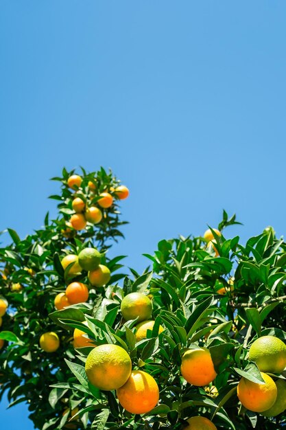 Orangenbaum mit frischen reifen Früchten vor einem strahlend blauen Himmel, der Zitrusfrüchte erntet Vertikaler Rahmen mit selektivem Fokus und Raumidee für einen Hintergrund