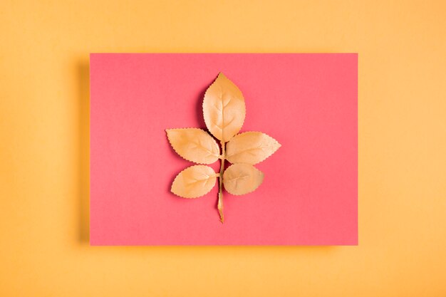 Kostenloses Foto orangenblätter auf rosa rechteck