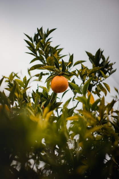 Orangenfrucht auf grüner Pflanze