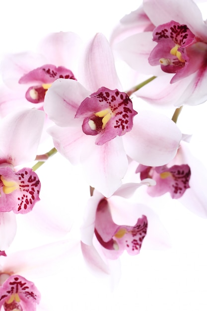 Orchidee über weißem Hintergrund