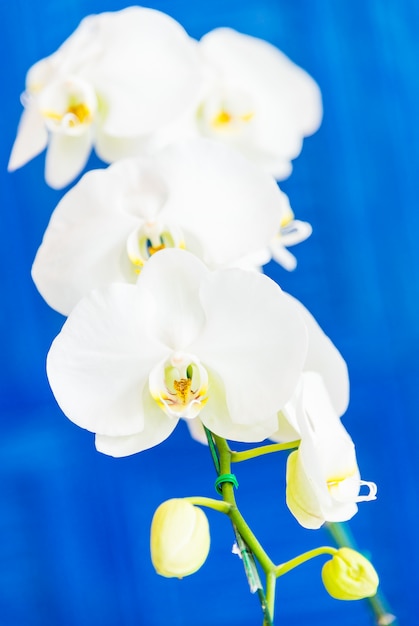 Kostenloses Foto orchidee