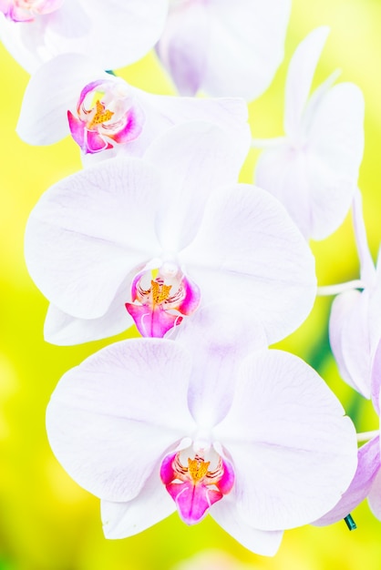 Kostenloses Foto orchidee